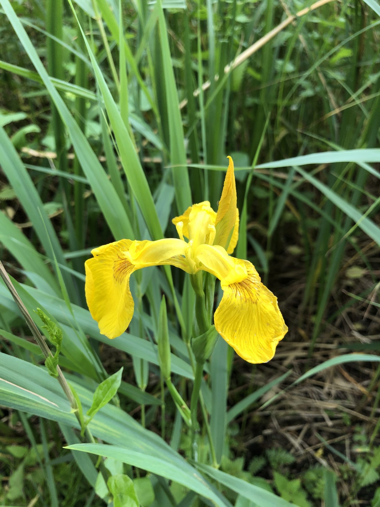 I always wondered what these yellow flowers were on the water margins of the Broads - Flag Iris