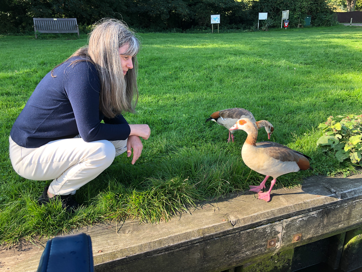 Friendly Egyptian Geese at the Bramerton Common public mooring