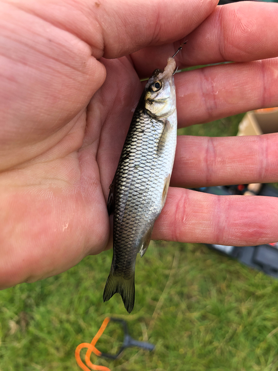 Tiny fish, but my first Chubb ever !
